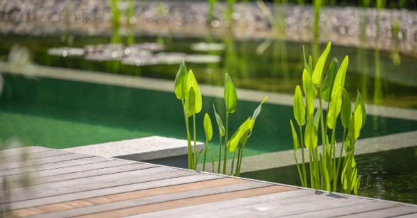 Froschlöffel an einem Schwimmteich