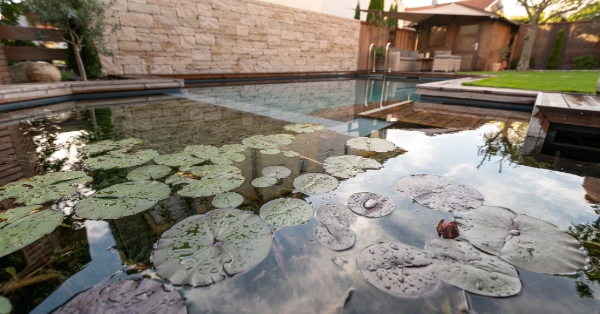 Ein Biotop Swimming Pond mit Seerosen und einer Mauer