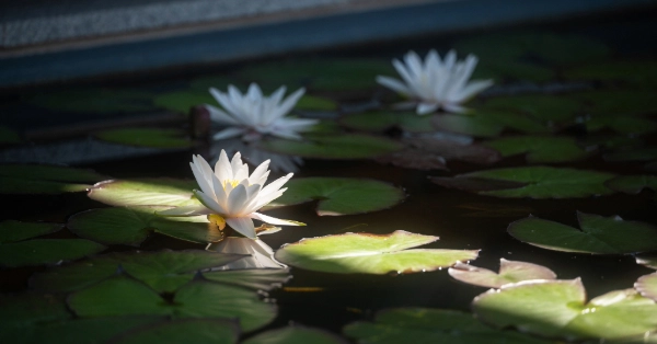 Drei weiße Seerose in einem Biotop Swimming Pond